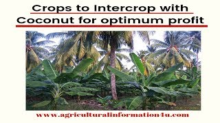 What crops are suitable to intercrop with Coconut for optimum profit   Intercropping Techniques [upl. by Aihsenod998]