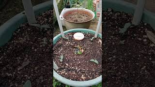 planting and caring for cucumbers in pots [upl. by Brinson815]