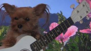 FUNNY EASTER SONG Cute Singing Puppy Dog [upl. by Alleahcim]