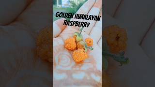 Golden Himalayan Raspberries review jungle berries nature raspberry viral shorts [upl. by Flavius341]