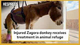 Injured Zagora donkey receives treatment in animal refuge [upl. by Brandi]