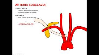 Relaciones de la arteria subclavia [upl. by Cirone]