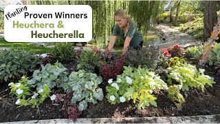 Planting Proven Winner Heuchera amp Heucherella [upl. by Aninaig632]