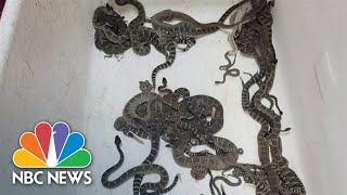 Over 90 Rattlesnakes Discovered Underneath California Home [upl. by Aihsiyt469]