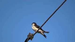 Common house martin  Delichon urbicum [upl. by Hines]