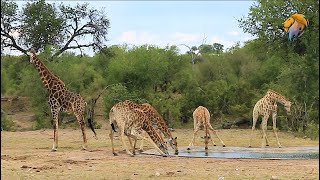 Giraffe Drinking Water  Latest Kruger Sightings [upl. by Amity]