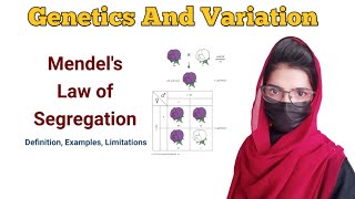 law of segregation  Monohybrid cross  genetics and variation lawofsegregation [upl. by Cinelli]