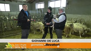 Alla scoperta della Capra Bionda dellAdamello con le sorelle Bettoni [upl. by Anirres]