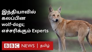 WolfDogs இந்தியாவில் ஓநாய்  நாய் கலப்பின விலங்கு ‘இது எல்லாமே Warning signs’ [upl. by Lenroc]