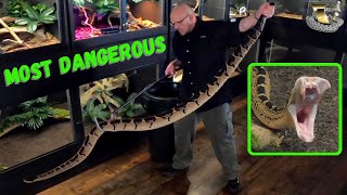 Bushmaster The Snake That Redefines Danger [upl. by Norted837]