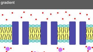 AS level D2 Osmosis and water potential Ms Cooper [upl. by Nelav427]