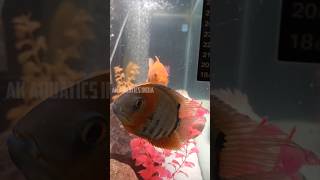 Water Flow in my 4ft Aquarium Using Canister Filter Sunsun 304B aquarium fishtank aquariumhobby [upl. by Burkley727]