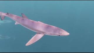 Cornwall swimming with sharks amp dolphins [upl. by Blanch720]