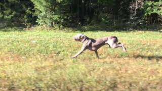 Atlas a Weimaraner running like a jaguar [upl. by Delos]