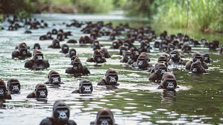 Los Gorilas Se Sorprenden De Que Los Chimpancés Empezaran A Matarlos [upl. by Ellie]