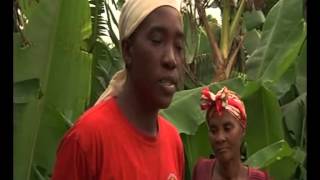 Haïti  Relancer les activités agricoles [upl. by Nylodnew883]