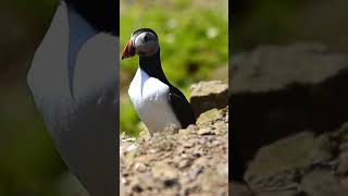 puffin puffin birds nest [upl. by Atsilac407]