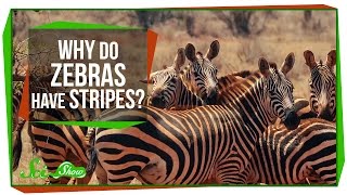 Why Do Zebras Have Stripes [upl. by Morell581]