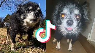 THE BEST OF OWA OWA TIKTOK COMPILATION PUDGYWOKE DOG [upl. by Elleivad]