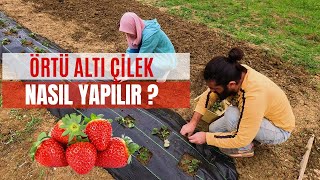 Sıfırdan Çilek Yetiştiriciliği  Çilek Nasıl Ekilir  Örtü Altı Çilek Yeri Hazırlama [upl. by Arrec]