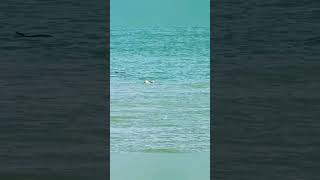 Early morning swim in the surf on Tresaith Beach followed by a lucky swimmer at Aberporth Beach🐬 [upl. by Atnoed]