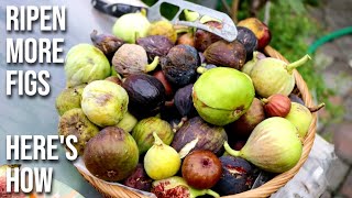 Pruning a Fig Tree in the Summer to DOUBLE Production [upl. by Jacquie]