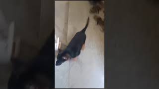 Back home using staircase dog doglover funny [upl. by Merriman61]