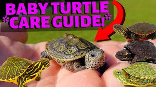 How To Care For A Baby Turtle  Most Species [upl. by Alexandrina304]