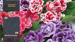 Gloxinia Tips amp Tricks  Gloxinia Care  Gloxinia Plant [upl. by Nudd]