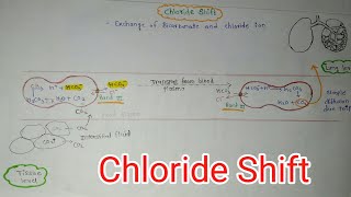 Chloride Shift in respiratory system chloride Shiftrespiration [upl. by Ahseya306]