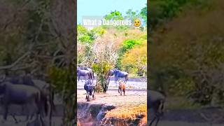 🥹Nefarious Hyena Attck on Wildebeest🔥🔥 shorts wildlife animals viral hyena [upl. by Arimas]