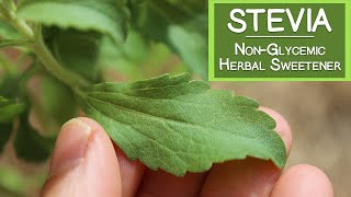 Stevia Sweetener A Natural NonGlycemic Herbal Sugar Substitute [upl. by Ayk]