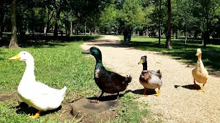 Pekin Cayuga Mallard Muscovy Ducks [upl. by Gnuhp]