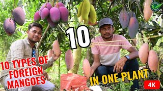 Amrapali mango tree has produced 10 types of foreign mangoes in the first year [upl. by Naot]