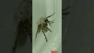 Exploring The Drain Fly or moth flies Video 2 under a Microscope [upl. by Sieracki288]