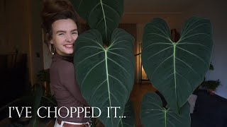 Cutting up my Philodendron Glorious [upl. by Rothwell]