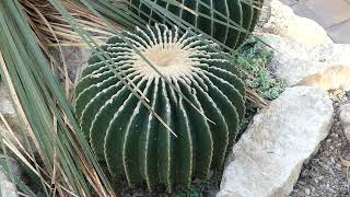 Echinocactus grusonii var inermis hort [upl. by Blodgett]