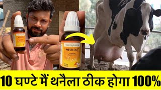 थनैला रोग का 100 घरेलू उपचार।Mastitis Treatment in cow 🐄 Buffalo 🐃 in HOMOEOPATHIC MEDICINES [upl. by Aihtniroc]