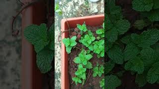 grow mint in the pot [upl. by Isaac664]