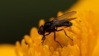 Panasonic Lumix FZ2000  FZ2500  SIOCORE 10 Achromat  Macro Video Test Samples  4K [upl. by Till]