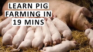 Everything About Pig Farming in 19 Minutes [upl. by Lydon]