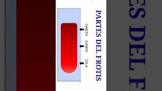 FROTIS SANGUÍNEO salud laboratorio cientificos hospital [upl. by Amehsyt]