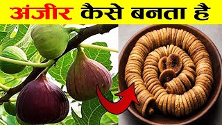 देखिए अंजीर कैसे बनता है  Dry Fruits Making Process  Food Manufacturing Process [upl. by Ahsekram]