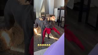 Fart on dogs😂😂😂😂funnyanimal funnypetsmoments dog [upl. by Grega]