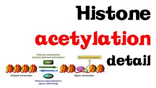 Histone acetylation  histone acetyltransferase [upl. by Neelyad488]