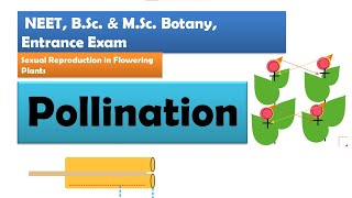 Pollination in Flowering plants  NEET BSc amp MSc Botany [upl. by Philoo]