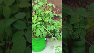 12 by 12 inches grow bag aprajita ki bail [upl. by Alvinia]