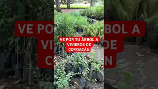 EN VIVEROS DE COYOACÁN REGALAN ÁRBOLES  Conoce esta iniciativa para hacer una ciudad más verde [upl. by Yenffit195]