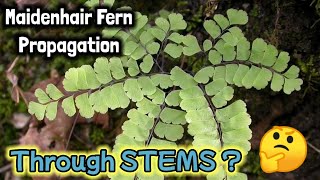 How to PROPAGATE MAIDENHAIR FERN from STEMS by Anak Bukid [upl. by Malinin]