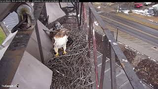 Epic Redtailed Hawk Nest Building by the CornellHawks March 2 2023 [upl. by Malan]